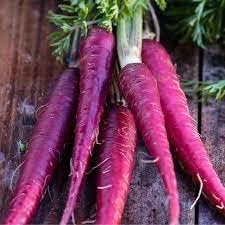 Purple carrot Daucus carota seeds for planting in home garden